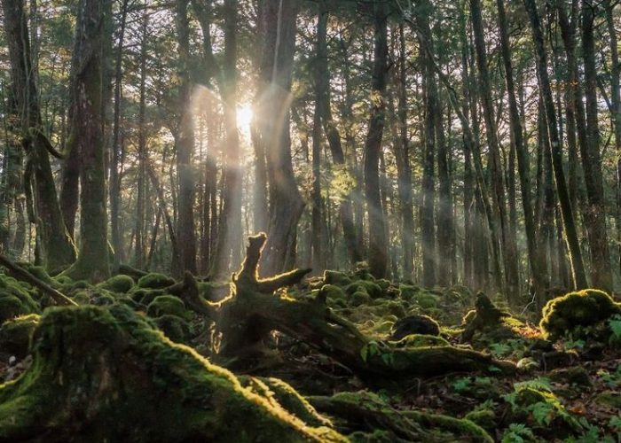 Erica Kogiso on Instagram_ “Aokigahara Forest #aokigahara #yamanashi #floresta #arvores #japao #nature”